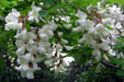 Grappoli di bianchi fiori di robinia